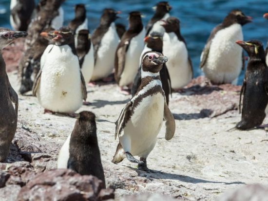 ビーグル水道クルーズ　アザラシ島＆海鳥島＆ペンギン島 ＜10～3月／英語ガイド／ウシュアイア発＞
