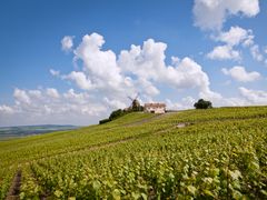 France_Champagne_Reims_Vineyards_shutterstock_201336512