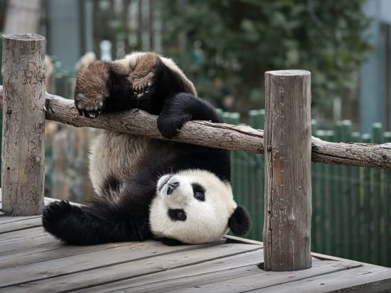 giant panda hanging down from wooden fence china