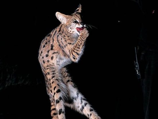 【貸切】ナイトサファリ＆シンガポール動物園ツアー　日本語音声トラム確約！トレイル散策＋レストランでの夕食オプション選択可能＜日本語ガイド／ホテル送迎付き＞