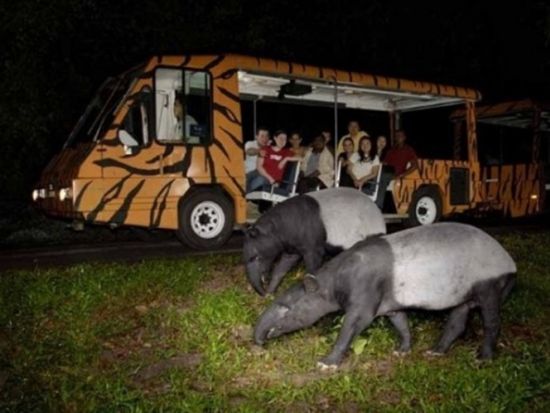 【貸切】ナイトサファリ＆シンガポール動物園ツアー　日本語音声トラム確約！トレイル散策＋レストランでの夕食オプション選択可能＜日本語ガイド／ホテル送迎付き＞
