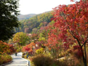 Autumn Foliage in Hwadam Botanic Garden from Seoul
