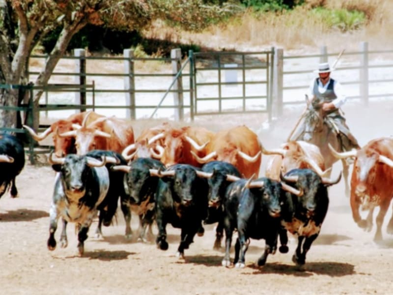 Seville Bull Farm