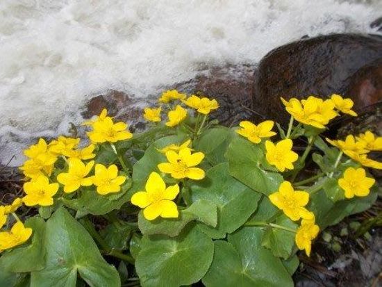 Caltha_palustris