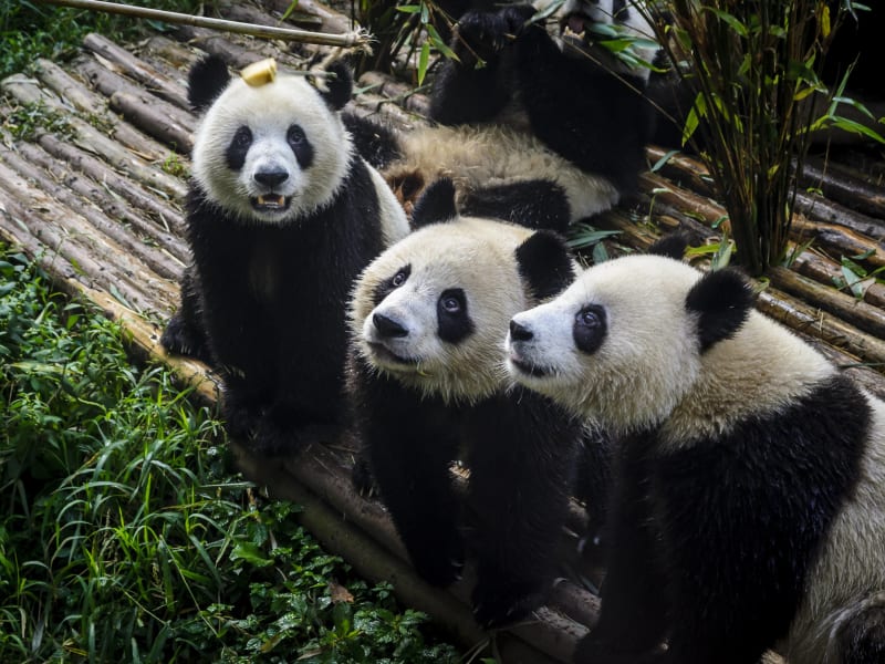 three pandas standing on bamboo looking upwards