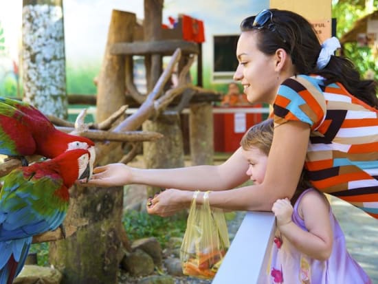 世界最大級の鳥の楽園 ジュロン バードパーク 半日ツアー 午後 日本語ガイド シンガポールの観光 オプショナルツアー専門 Veltra ベルトラ
