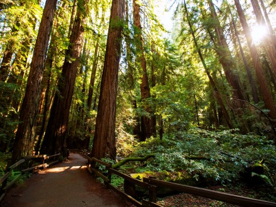 ミュアウッズ国定公園＆サウサリート　半日観光ツアー ＜日本語音声ガイド付き＞
