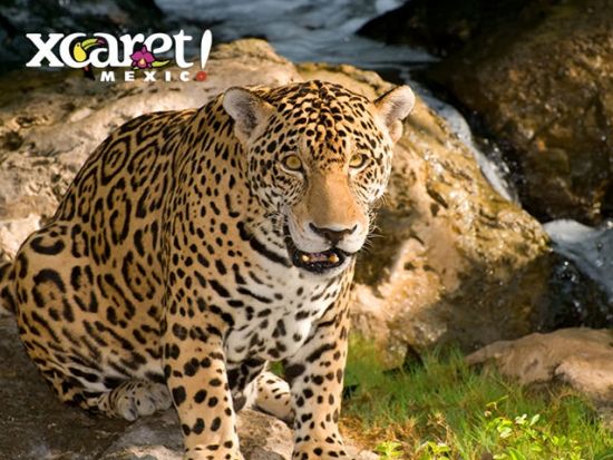 海のテーマパーク「シカレ海洋公園」 アクティビティは50以上！大自然とマヤ文化の体験型パーク＜昼食プランあり／英語ガイド／カンクン発＞