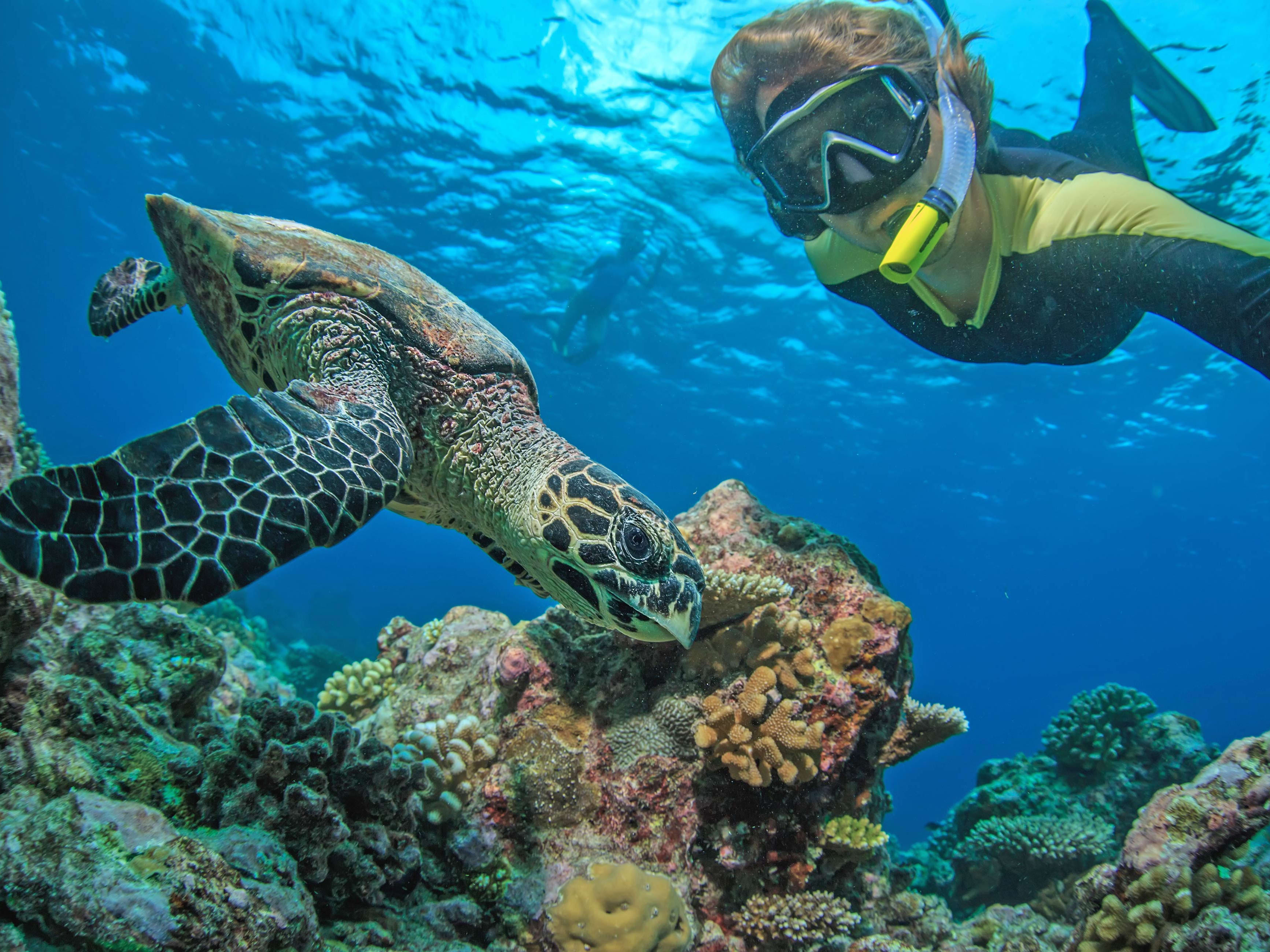 Kailua Kona Snorkeling Beach: Your Ultimate Guide to an Unforgettable Experience