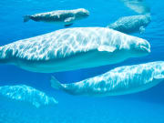Lotte World Aquarium marine animals