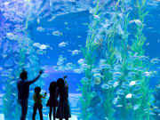 Lotte World Aquarium south korea