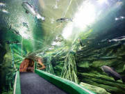 Lotte World aquarium underwater tunnel