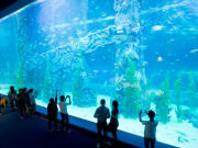 Lotte World Aquarium South Korea