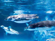 penguins at lotte world aquarium south korea