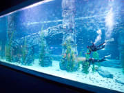 Lotte World Aquarium divers swimming with fish