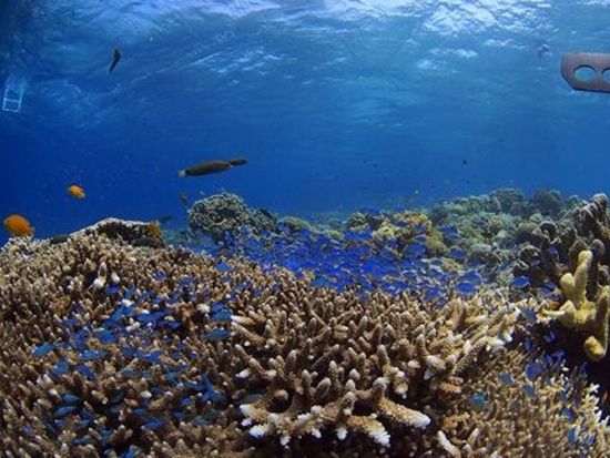 PADI オープンウォーター／アドバンス ダイビングライセンス取得コース e-ラーニングで時短！＜混載／2日間＞by エメラルドグリーンダイビングセンター