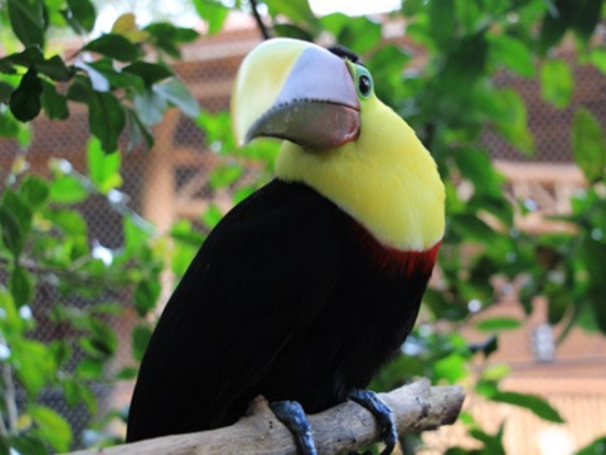 熱帯雲霧林の中の自然公園「ラ・パス・ウォーターフォール・ガーデン」1日ツアー＜英語ガイド／ビュッフェ昼食付／サンホセ発＞