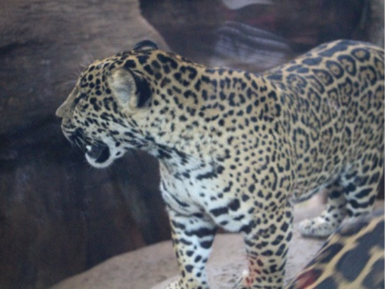 熱帯雲霧林の中の自然公園「ラ・パス・ウォーターフォール・ガーデン」1日ツアー＜英語ガイド／ビュッフェ昼食付／サンホセ発＞