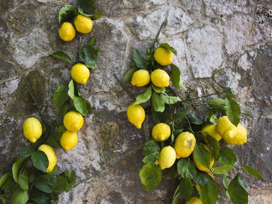 amalfi, lemons
