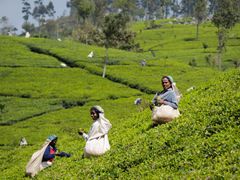 Sri Lanka Tea Plantation