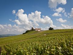 Vineyards of Reims