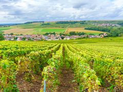 Vineyards of Reims