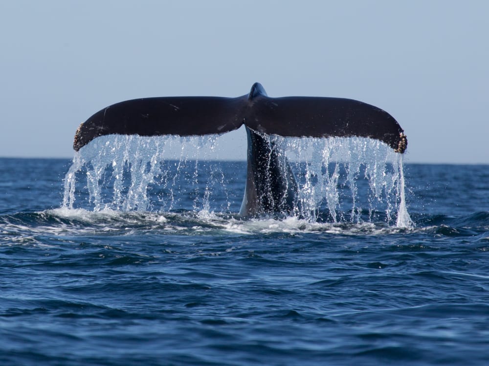 Migratory Whales of Sri Lanka