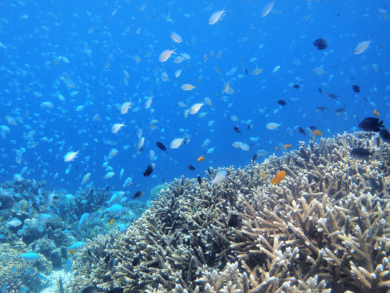 体験ダイビング  お魚ガイドと行くヒルトゥガン島orナルスアン島 水中写真プレゼント付き＜ボート／1ダイブ／GoProオプションあり＞by マリンハウスシーサー