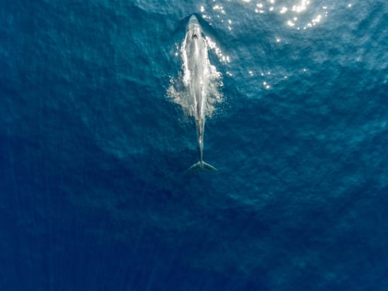 Sri Lanka Blue Whale Cruise in Trincomalee