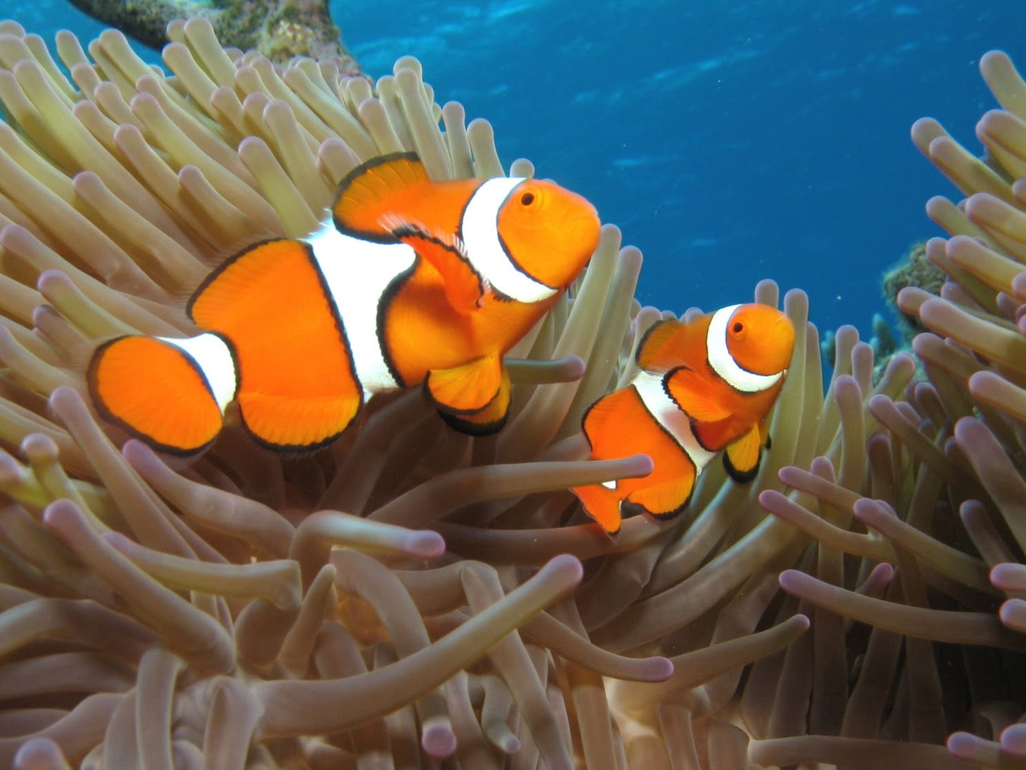 ケアンズ水族館 グレートバリアリーフの海を再現した水族館へお得に入園 ケアンズの観光 オプショナルツアー専門 Veltra ベルトラ