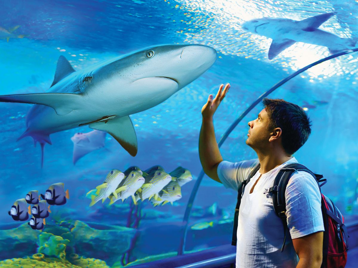 ケアンズ水族館 グレートバリアリーフの海を再現した水族館へお得に入園 ケアンズの観光 オプショナルツアー専門 Veltra ベルトラ ケアンズ水族館 グレートバリアリーフの海を再現した水族館へお得に入園 ケアンズの観光 オプショナルツアー専門 Veltra ベルトラ