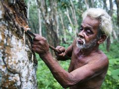 Sri Lanka_Galle_Rubber Tapping_Shutterstock