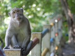 Monkey Cave Phuket