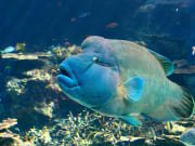 Japan_Okinawa_Aquarium_Napoleon_Fish_Maori_Wrasse_shutterstock_2819122