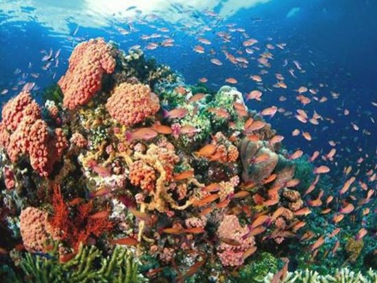 慶良間シュノーケリング　専門誌11年連続1位評価！完全禁煙船でお魚ガイドとミシュランエリア3ポイント回遊！写真・タオル・ランチ無料＜1日／那覇市内送迎無料＞