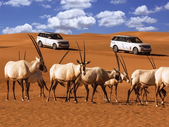 See wild Arabian onyx on your wildlife drive