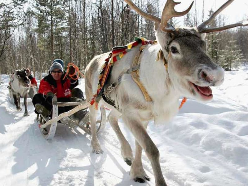 reindeer caravan, rovaniemi, lapland