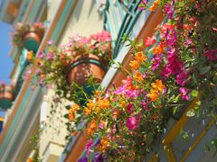 Canada_British_Columbia_Victoria_street_flower_shutterstock_159827717
