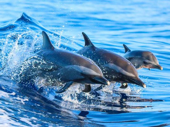 ハマクア海岸 クルージングツアー　マウナケアやマウナロア火山、ジャングルに流れる滝などをジェットボートで巡る ＜英語ガイド／ヒロ地区発＞