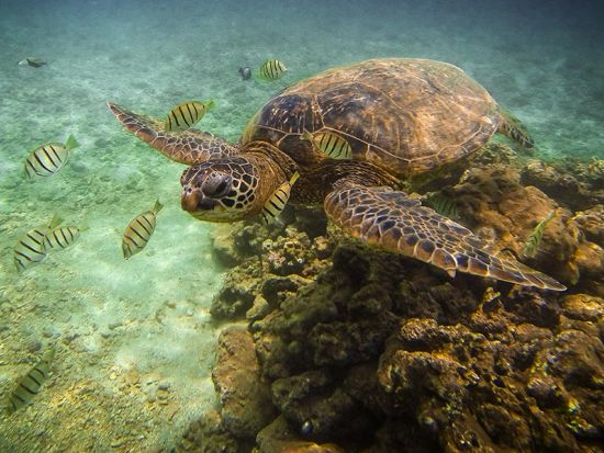 ヒロ湾 シュノーケリングツアー 　最大6名までの少人数制で穏やかな海を探索 ＜軽食付き／英語ガイド／ヒロ地区発＞