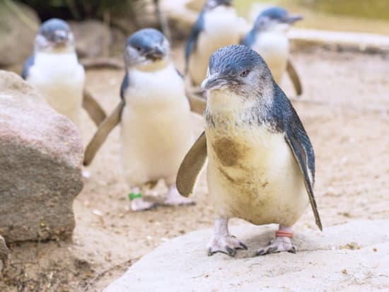 フィリップ島ペンギンパレード メルボルンの観光 オプショナルツアー専門 Veltra ベルトラ