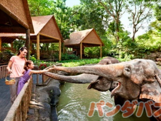 シンガポール動物園半日ツアー＜午前発／市内ホテルお迎え／日本語ガイド＞