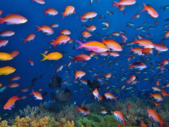 慶良間ファンダイビング 海を知り尽くした老舗のガイディングで慶良間ブルーへご案内 1名参加OK！ ＜1日／2ダイブ／那覇市内送迎無料＞