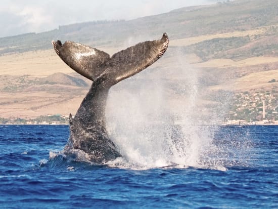 USA_Hawaii_Humpback-Whale_shutterstock_35381083