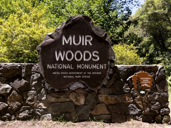 ミュアウッズ国定公園＆サウサリート　半日観光ツアー ＜日本語音声ガイド付き＞