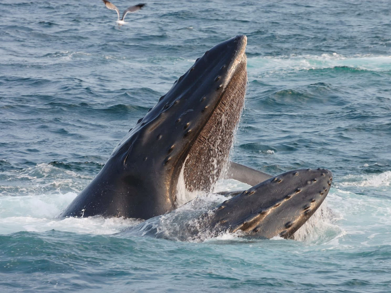 冬季限定】クジラ ホエールウォッチ | ハワイ（マウイ島）の観光・オプショナルツアー専門 VELTRA(ベルトラ)