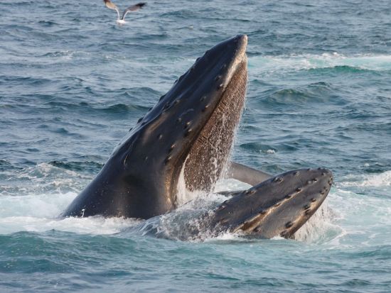ホエールウォッチングクルーズ 　大型カタマラン船を利用！午前または午後から選べる＜12～4月／軽食＆ドリンク飲み放題付き／マアラエア港発＞