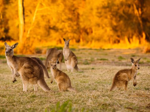 eksistens leje faglært Unterscheidung Tue mein Bestes erziehen nature and wildlife in australia  Kugel Erreichbar ablassen