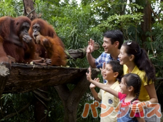 シンガポール動物園 入場チケット 　アニマルショー＋トラム乗車＋動物たちとの朝食付き＜朝食・片道送迎付き／日本語ガイド＞