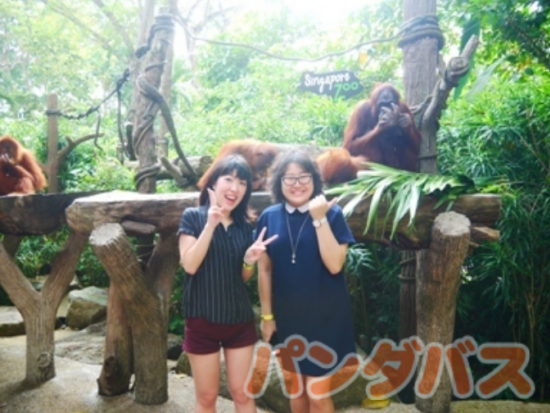 シンガポール動物園 入場チケット 　アニマルショー＋トラム乗車＋動物たちとの朝食付き＜朝食／日本語ガイド＞